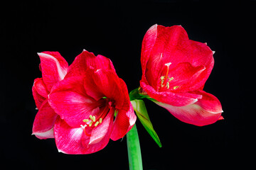 Three Hippeastrum, or amaryllis, red and white flowers on a black background, close up