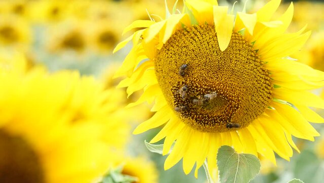 Blooming yellow sunflower and honey bee on flower collecting pollen. Provence in France. Slow motion