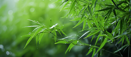 Close up of green bamboo leaves