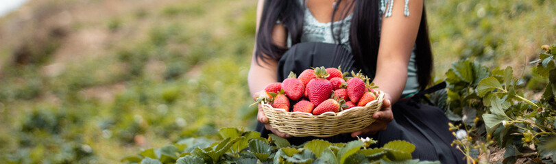 Mujer campesina bastante joven con diadema tejida sosteniendo un tazón lleno de frutas y comiendo fresas maduras en el campo después de la cosecha - obrazy, fototapety, plakaty