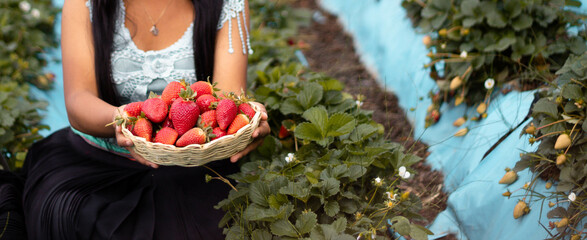Mujer campesina bastante joven con diadema tejida sosteniendo un tazón lleno de frutas y comiendo fresas maduras en el campo después de la cosecha - obrazy, fototapety, plakaty