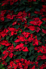 Wall of live traditional red poinsettia plants with dark green leaves, as a Christmas nature background
