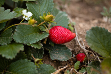 cosecha en el campo de fresas, cultivo de colinas en Perú, recolección de fresas en el jardín, agricultor de fresas,