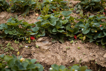 cosecha en el campo de fresas, cultivo de colinas en Perú, recolección de fresas en el jardín, agricultor de fresas,