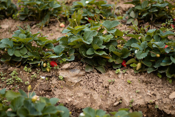 cosecha en el campo de fresas, cultivo de colinas en Perú, recolección de fresas en el jardín, agricultor de fresas,