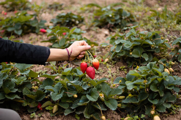 cosecha en el campo de fresas, cultivo de colinas en Per&uacute;, recolecci&oacute;n de fresas en el jard&iacute;n, agricultor de fresas,