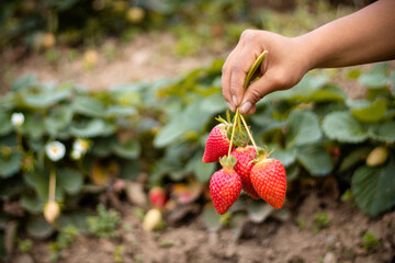 cosecha en el campo de fresas, cultivo de colinas en Perú, recolección de fresas en el jardín,...