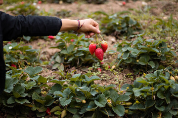 cosecha en el campo de fresas, cultivo de colinas en Per&uacute;, recolecci&oacute;n de fresas en el jard&iacute;n, agricultor de fresas,