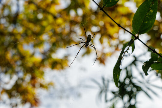 蜘蛛のシルエットと色づく葉