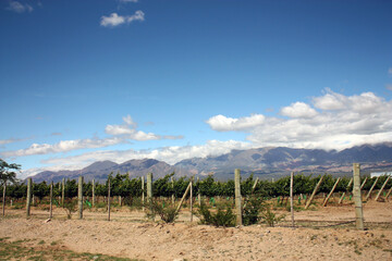 Obraz premium Wine Road, Salta, Cafayate