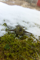 bird on moss and snow