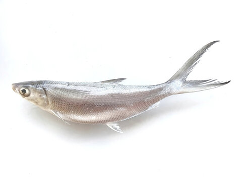 milkfish on white background