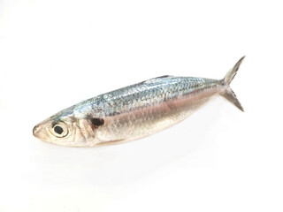 fresh sardine fish on white background