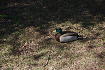 duck in the grass