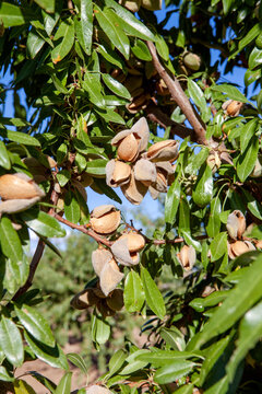 Almond tree with nuts in orchard