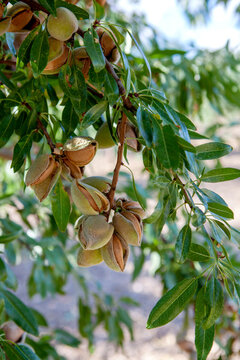 Almond tree with nuts in orchard