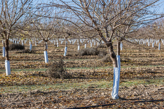 Winter almond orchard in Castilla La Mancha