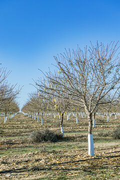 Bare almond orchard in Castilla La Mancha