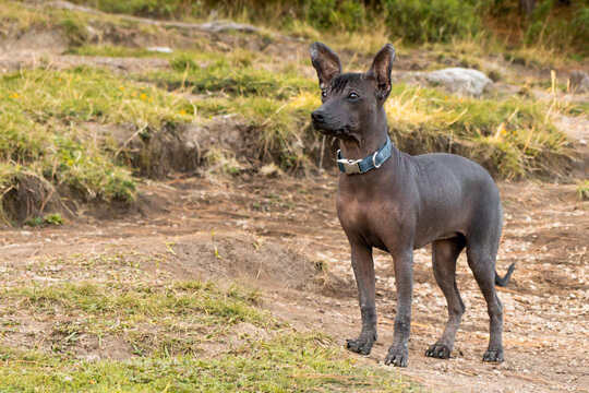 A Xoloitzcuintli with dog collar standing attentively in a natural setting while looking away