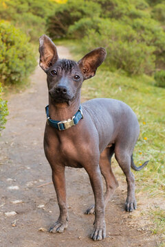 Inquisitive Xoloitzcuintli with dog collar on Nature Walk while looking at camera