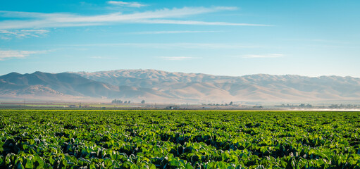 Fototapeta na wymiar Lettuce field in the Salinas Valley of Monterey County, California
