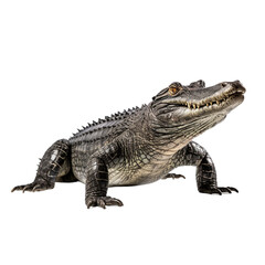 Fototapeta premium crocodile isolated on transparent background PNG image