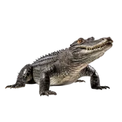Fototapeten crocodile isolated on transparent background PNG image © Png Store x munawer