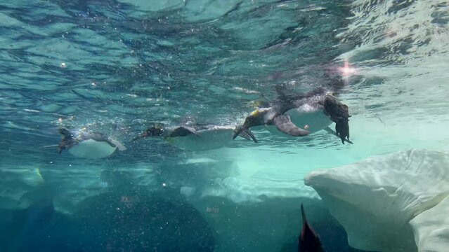 Large group pf Gentoo penguins (Pygoscelis papua) swim underwater beside iceberg in the Southern Ocean.