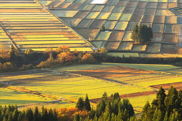 朝日に照らされるデザイン的な田畑の風景