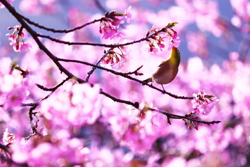 桜の蜜を吸うメジロ
