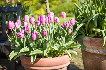 Terracotta pots with pink tulips in a UK garden, York