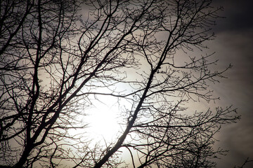 Low angle view of silhouette bare tree against sky