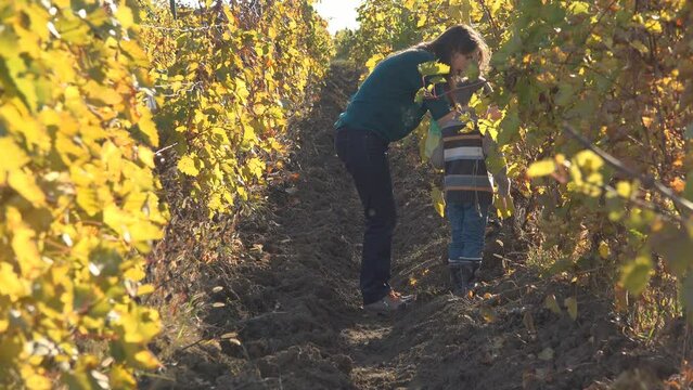 Mother and son harvesting grapes in autumnal vineyard