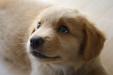 nova duck tolling retriever