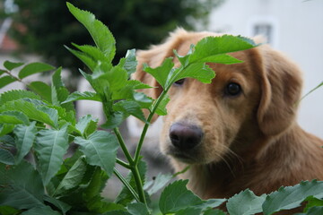 nova duck tolling retriever