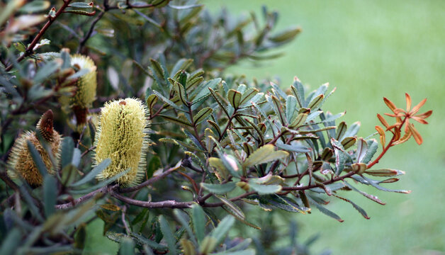 Coastal banksia, a shrub of the family Proteaceae