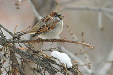 Male House Sparrow perched on Autumn branch