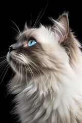 A close up of a ragdoll cat with blue eyes.