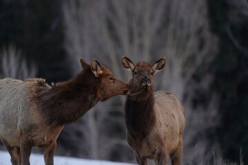 Elk in Snow