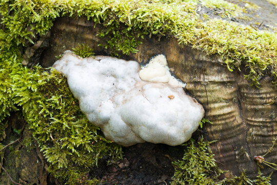 False puffball slime mould (slime mold) in a UK garden