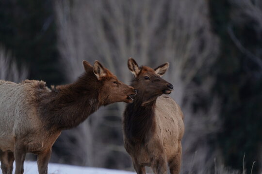 Elk in Snow