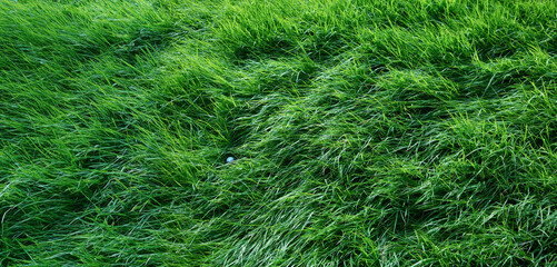 골프, 골프장, 러프, 깊은 러프에 빠진 골프공, 어려움, 찾다, 수풀