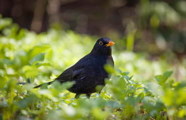 Common blackbird foraging in a UK garden