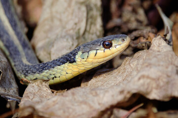 An Eastern Common Garter Snake slithers through fallen autumn leaves