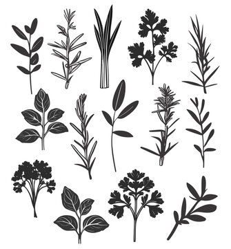 Herbs and leaves set. Vector line art. Basil, parsley, dill, Rosemary. Botanical sketch