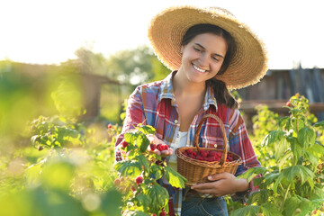Happy woman with wicker basket picking ripe raspberries from bush outdoors