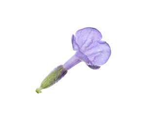 Beautiful aromatic lavender flower isolated on white