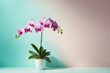 blurred shadow from Moth Orchid Plant on the cyan pastel wall minimal abstract background for product