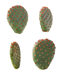 Opuntia cactus pads on white background, set