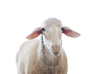 Cute sheep isolated on white. Farm animal